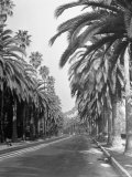 Palm Trees Surrounding the Highway