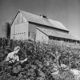 Patricia Colleen Altree Working in the Vegetable Garden