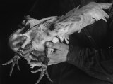 Handler Showing Off Feet of Gamecock After It Has Been Made Ready For a Fight