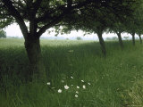 Apple Orchard Near Rennes  France