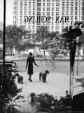 Chic Woman Walking Her Poodles Along Sidewalk on Fifth Avenue