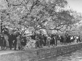 Crowds at the Cherry Blossom Festival