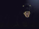 Dramatic of Black Panther  Camouflaged by Darkness  with Eyes and Open Mouth Visible