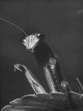 Close Up of the Ferocious Looking Head  Upper Body and Claws of a Praying Mantis