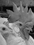 Close Up of View of Two White Leghorns  That Hatched at the Same Time