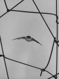 Bat in Flight