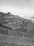 Terrace Fields in the Tessin Mountains