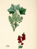 Botanical Print of Red Currant