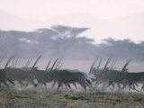 Herd of Oryx Antelopes in East Africa