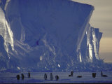 Adelie Penguins  Antarctica