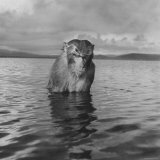 Rhesus Monkey Sitting in Water Up to His Chest