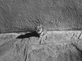 Kitten Sitting on Sunny Pavement