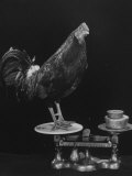 Gamecock Being Weighed Before a Fight