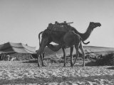 Camels Standing Near Tents of a Bedouin Camp