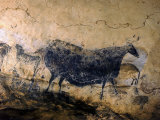 Lascaux Cave Drawing Depicting Steer  Circa 15 000 BC