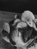 Bulldog with White Mouse Sitting on Head