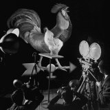 Screen Test For Pathe Newsreel Rooster