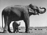 Butch  Baby Female Indian Elephant in the Dailey Circus  Standing Beneath Full Size Elephant