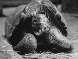 Close Up of Old Female Tortoise