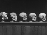 Display of Skulls Demonstrating Human Evolution