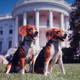 Him and Her  Pet Beagles of President Lyndon B Johnson  Sitting Together on Lawn of White House