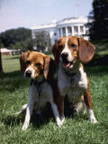 Him and Her  Pet Beagles of President Lyndon B Johnson  Sitting Together on Lawn of White House