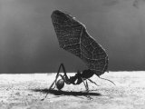 Leaf Cutter Ant Carrying Away Rose Fragments