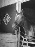 Jockey Johnny Longden's Horse Busher Standing in Stable