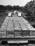 Farmer Driving a Tractor with a Load of Freshly Harvested Peaches in Crates