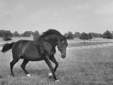 Famous Stallion Horse  Bull Lea  Used For Breeding Purposes on Calumet Farm