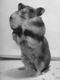 Close Up of Hamster Standing on Its Hind Legs at Chicago University