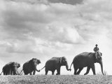 Circus Elephants Walking in Line