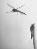 Dragon Fly Hatching
