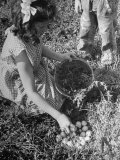 Close Up of Girl Collecting Eggs from Nest