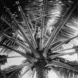 Young Man Getting Coconut Sap For Breakfast