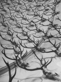 Deer Antlers Hanging in Domed Ceiling of Gordon Castle
