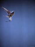 Falcon in Flight