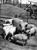 Championship Yorkshire Mother Pig with Babies
