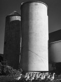 Geese Waddling Past a Silo
