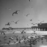 Large Group of Sea Gulls Flying Around and on the Beach