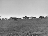Horses Running Across Pastures on Calumet Farm