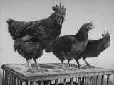 Heshe Chickens