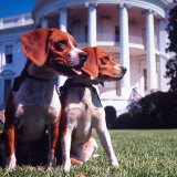Him and Her  Pet Beagles of President Lyndon B Johnson  Sitting Together on Lawn of White House