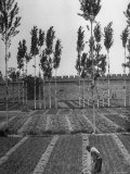 Farmer Working in His Garden
