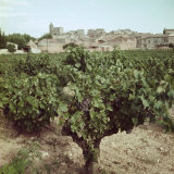 Vineyard and Village Along Rhone Near Avignon