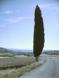 Lone Cypress Tree Along Road in Provence
