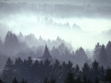 Mist and Fog Shrouded Countryside of the Northern Ardennes Forest  During the Battle of the Bulge
