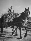 Boy Driving a Cart Full of Yellow Flowering Rape  Used to Feed Cows and as a Source of Oil