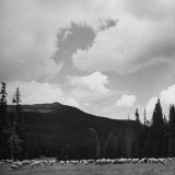Sheep Grazing in Mountain Pasture