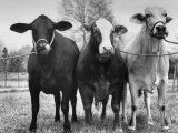 Crossbreeding of Brahmin Stock  Bragus and Braford